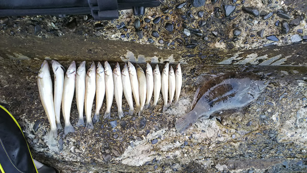 野島堤防の釣果カレイ、キス